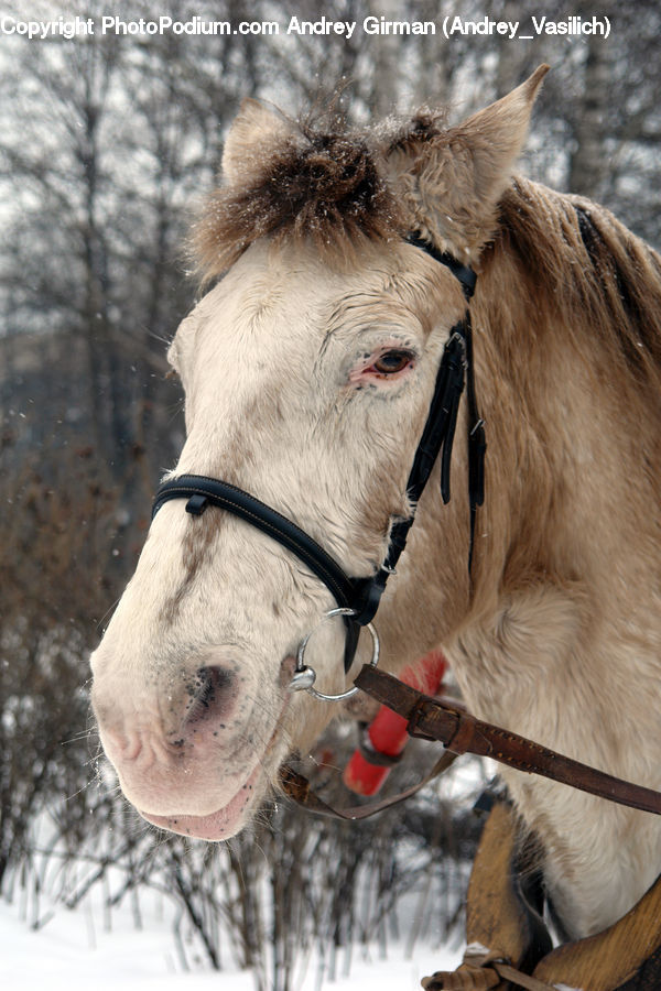Animal, Horse, Mammal, Stallion, Leisure Activities