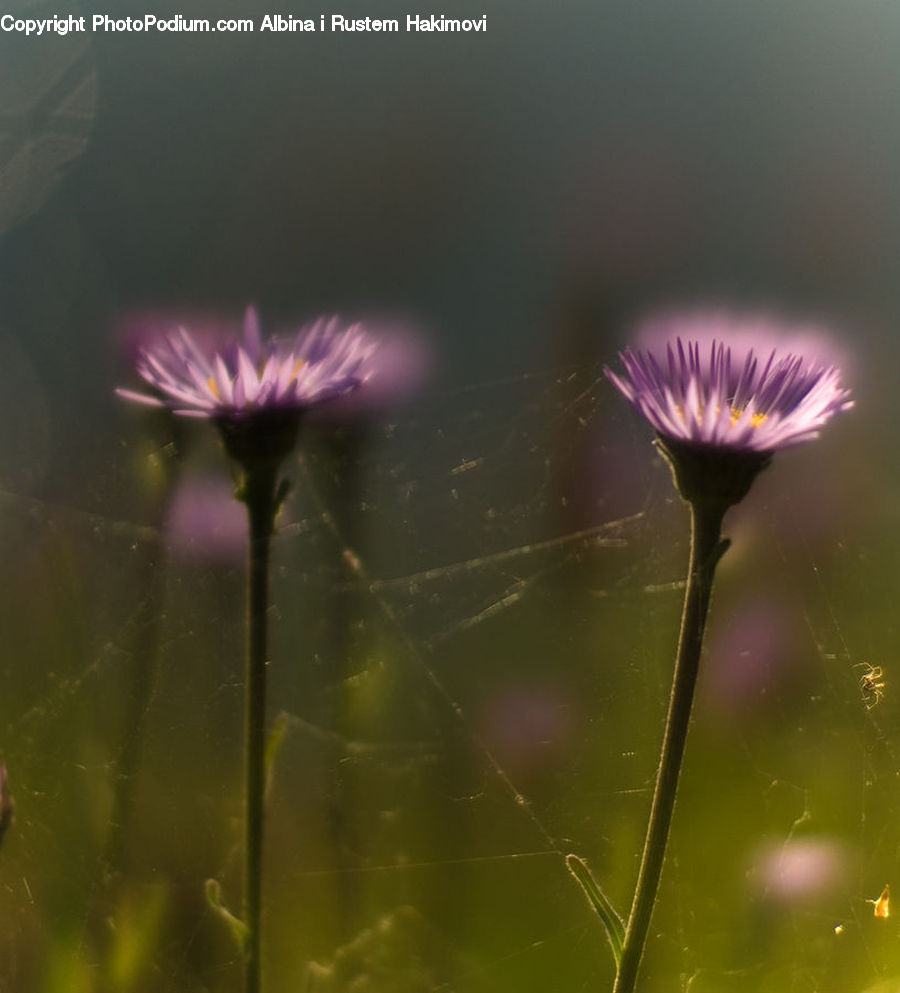Blossom, Flora, Flower, Geranium, Plant, Dandelion, Cosmos