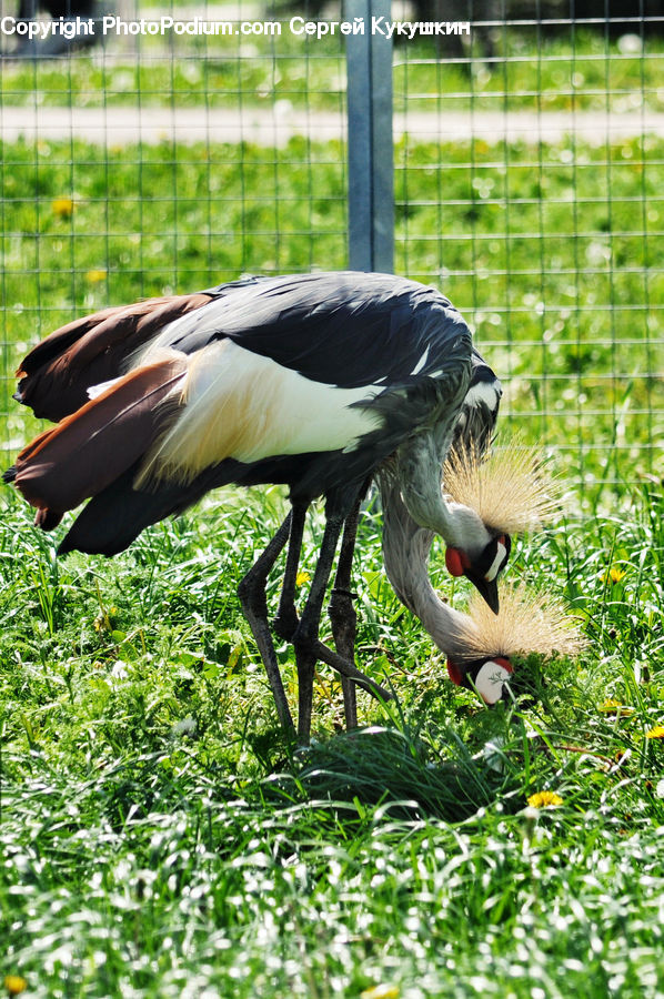 Bird, Crane Bird, Heron, Stork, Backyard, Yard