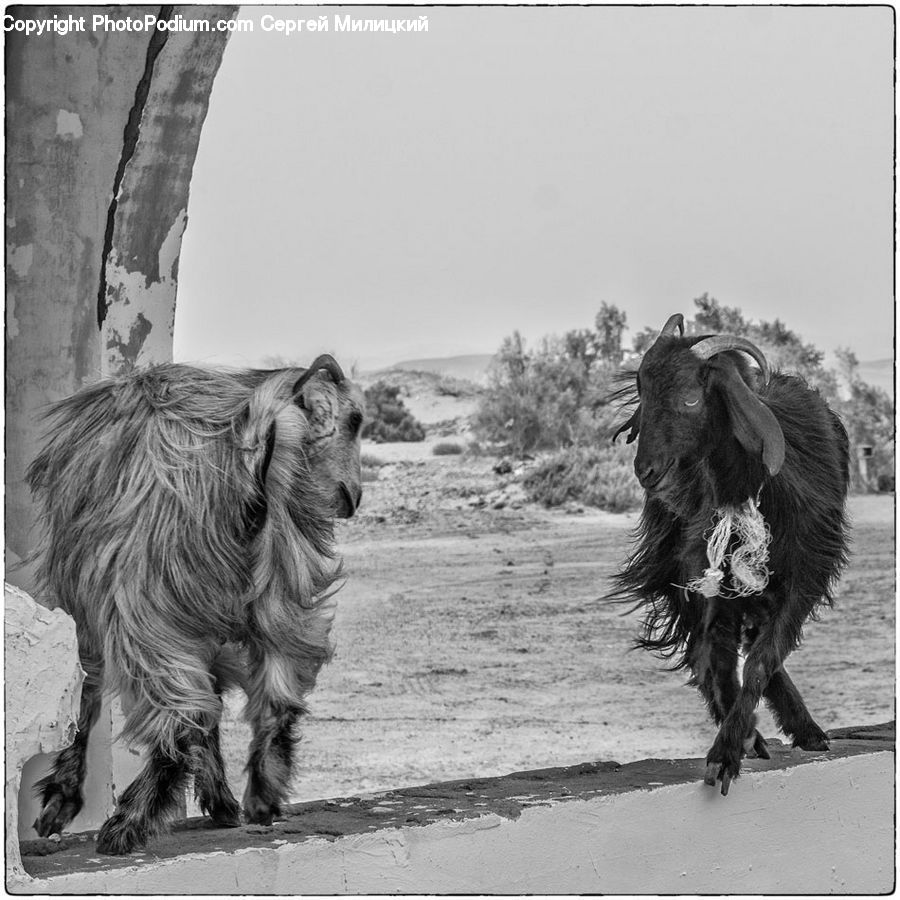 Afghan Hound, Animal, Canine, Dog, Hound, Mammal, Pet