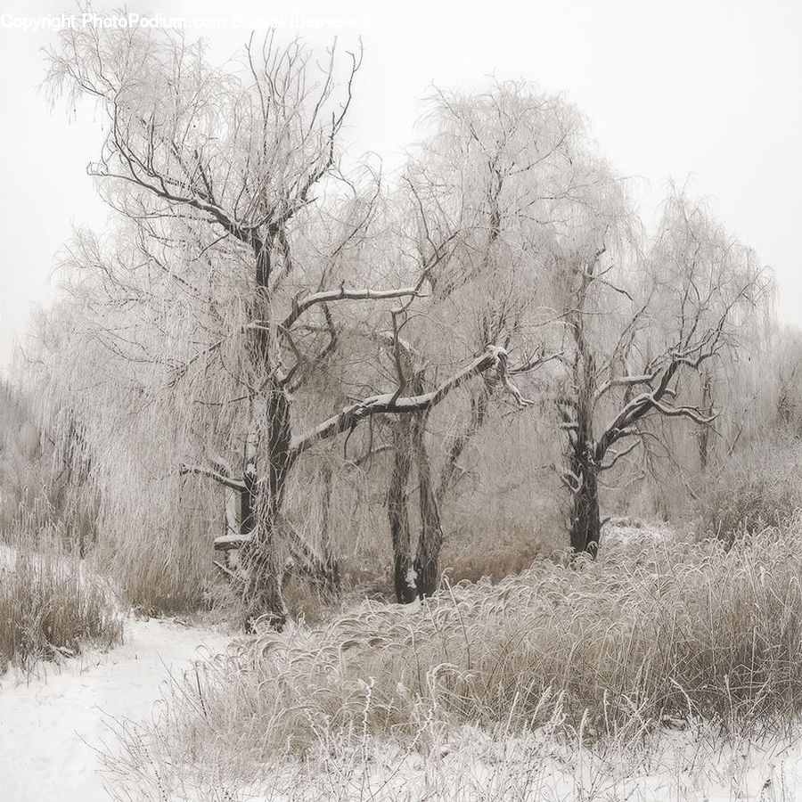 Frost, Ice, Outdoors, Snow, Plant, Tree, Oak
