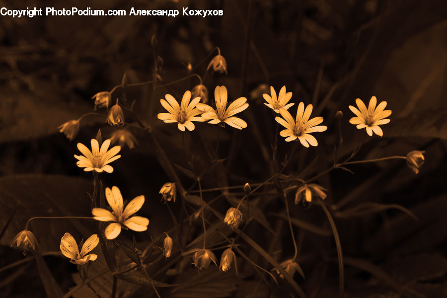 Dill, Plant, Daisies, Daisy, Flower, Cosmos, Blossom