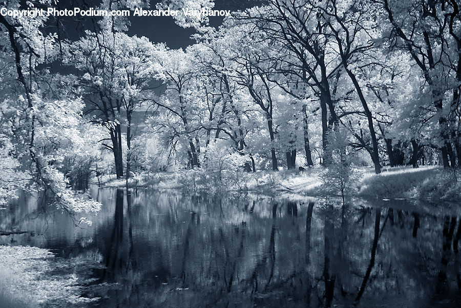 Plant, Tree, Landscape, Nature, Scenery, Forest, Grove
