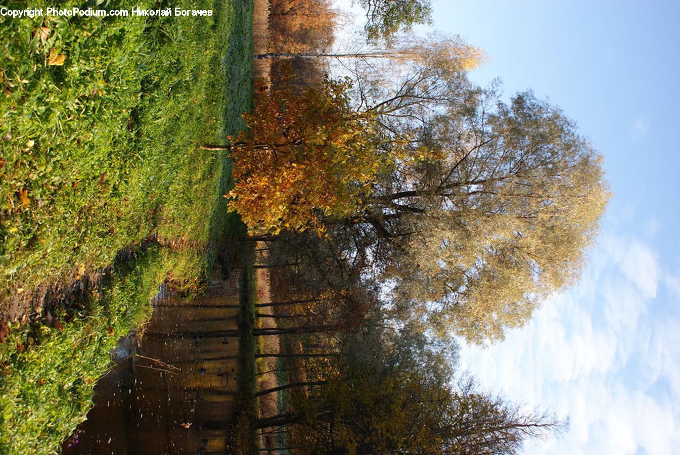 Birch, Tree, Wood, Plant, Dirt Road, Gravel, Road