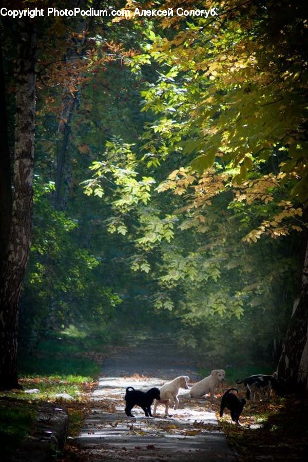 Animal, Mammal, Plant, Vine, Forest, Vegetation, Jungle