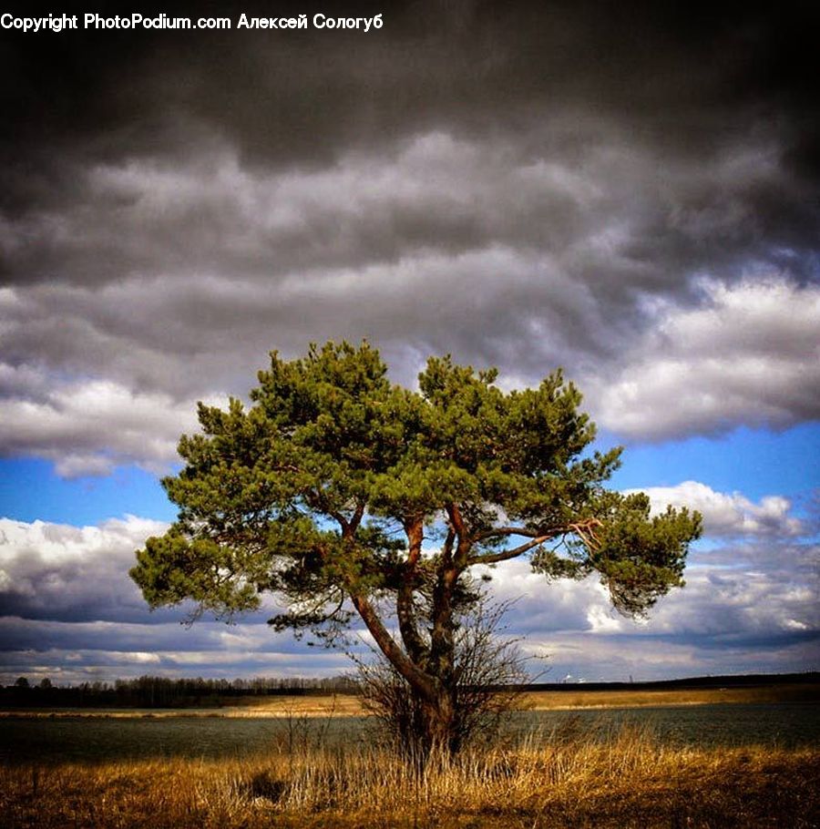 Oak, Tree, Wood, Plant, Conifer, Fir, Field