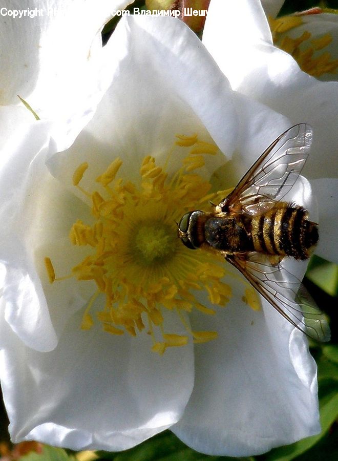 Bee, Insect, Invertebrate, Bumblebee, Honey Bee, Blossom, Daffodil