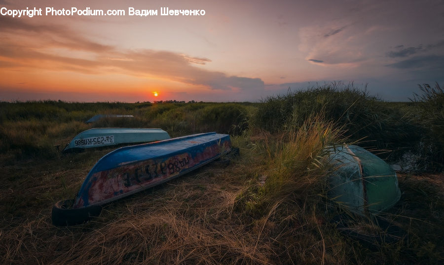 Train, Vehicle, Forest, Vegetation, Horizon, Sky, Car