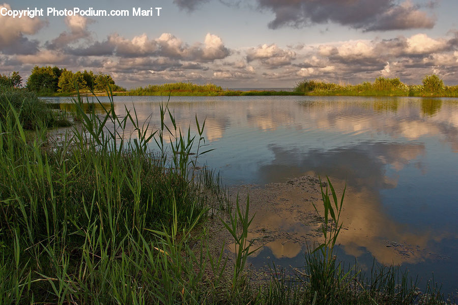 Land, Marsh, Pond, Swamp, Water, Grass, Plant