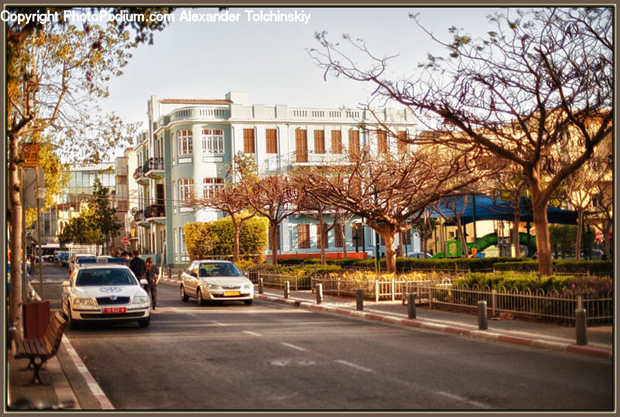 Downtown, Plant, Tree, City, Metropolis, Urban, Neighborhood