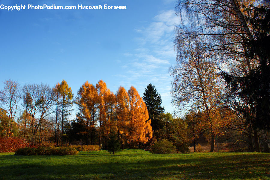 Oak, Tree, Wood, Plant, Conifer, Larch, Fir