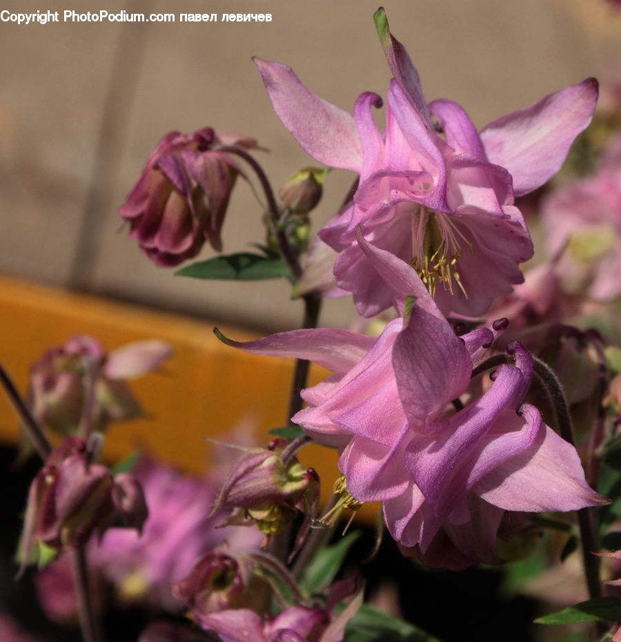 Blossom, Flora, Flower, Geranium, Plant, Gladiolus, Petal