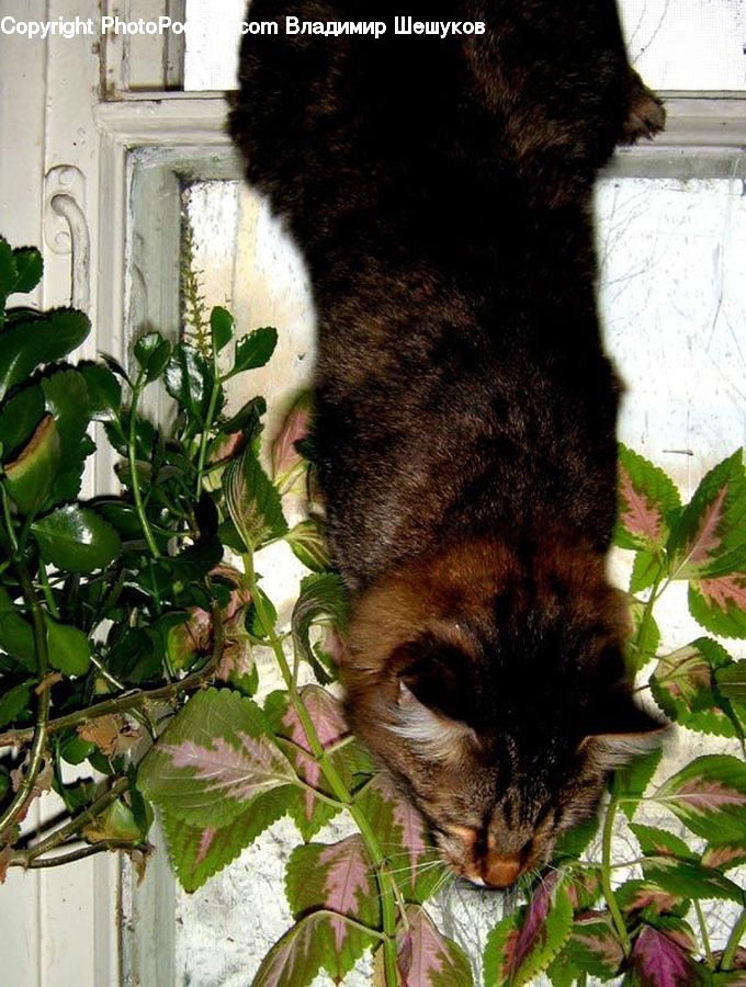 Abyssinian, Animal, Cat, Mammal, Pet, Plant, Potted Plant