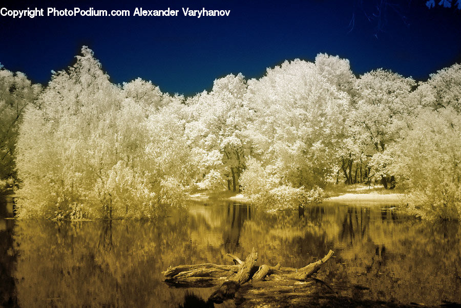 Field, Grass, Grassland, Plant, Land, Marsh, Outdoors