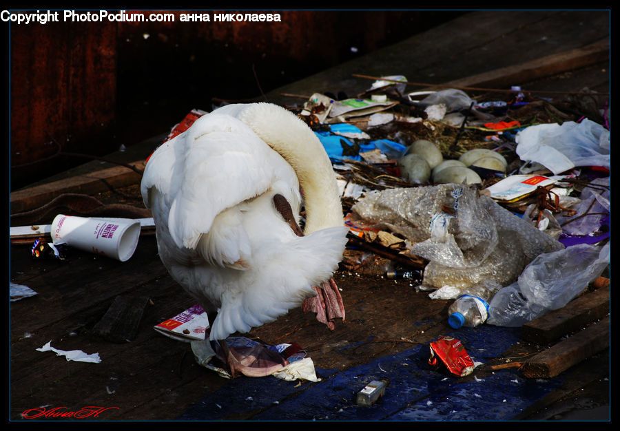Trash, Bird, Duck, Teal, Waterfowl, Bazaar, Market