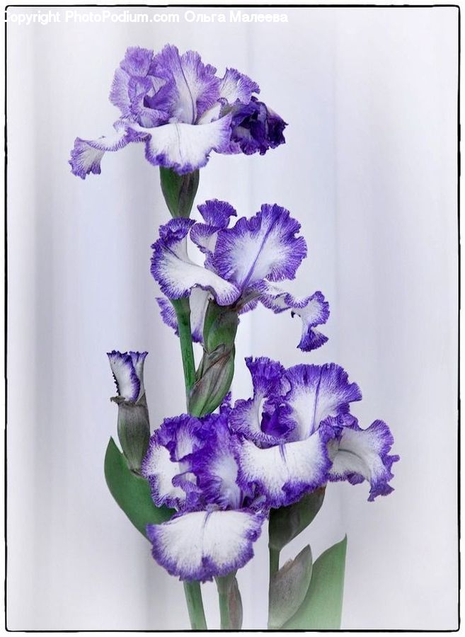 Flora, Flower, Gladiolus, Plant, Flower Arrangement, Flower Bouquet, Iris