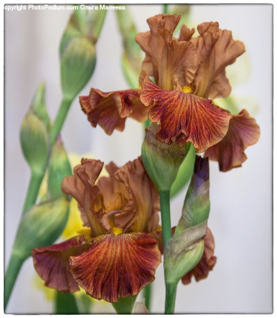 Flora, Flower, Gladiolus, Plant, Iris, Collage, Poster