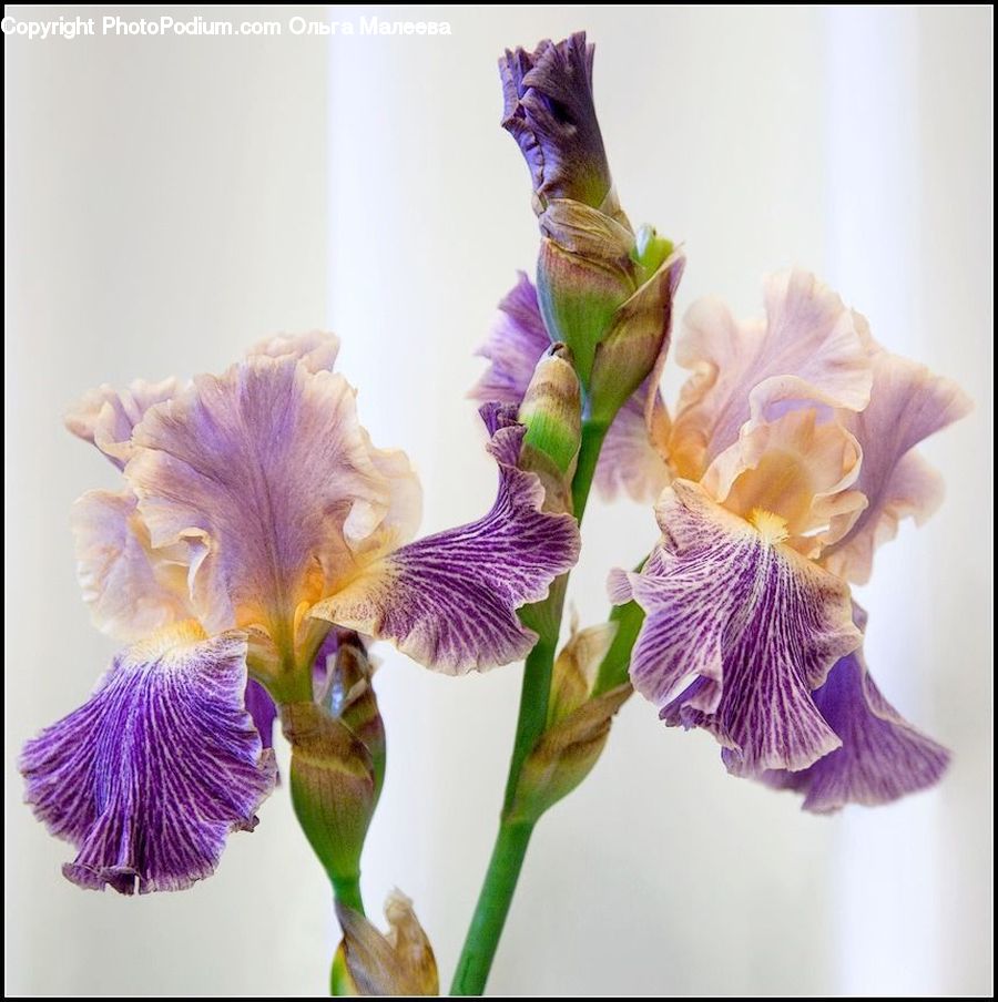 Flora, Flower, Iris, Plant, Blossom, Petal, Gladiolus