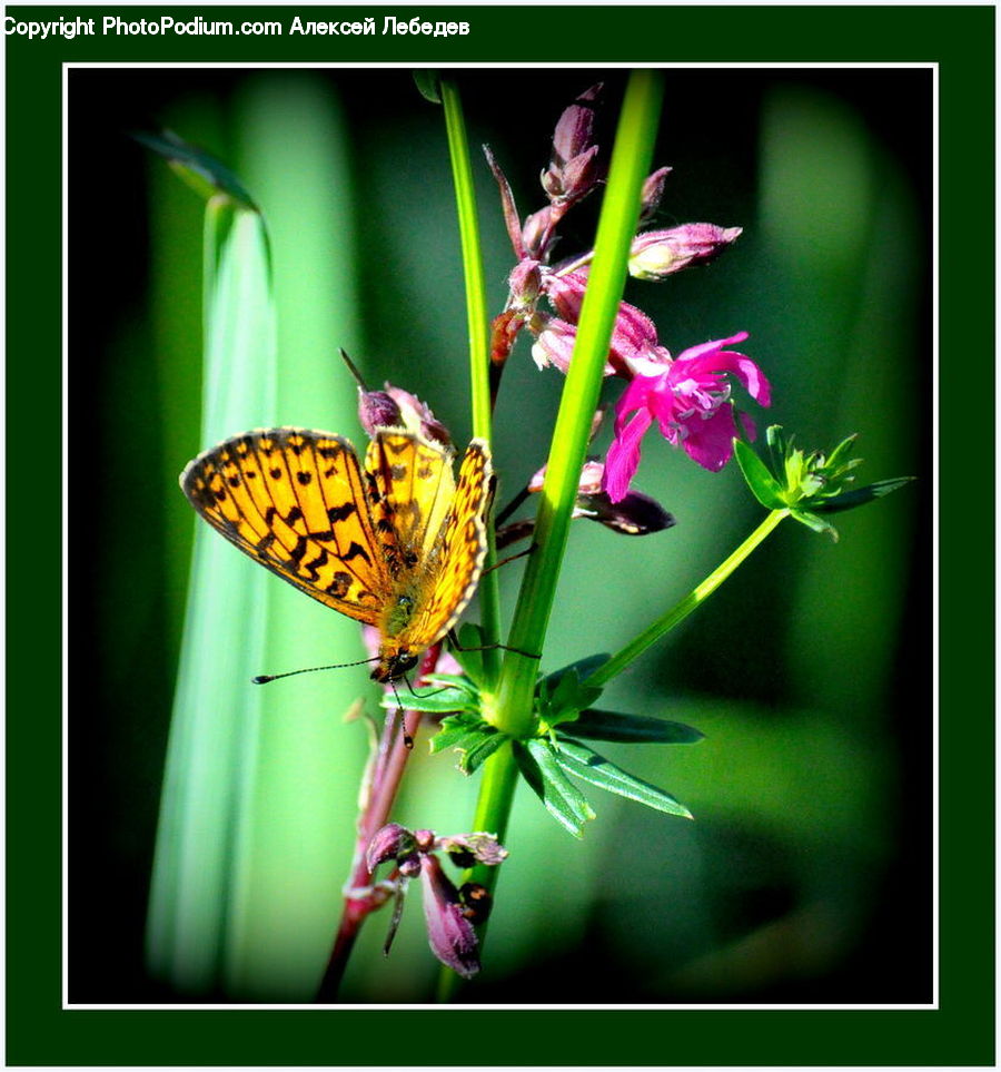Butterfly, Insect, Invertebrate, Collage, Poster, Blossom, Flora