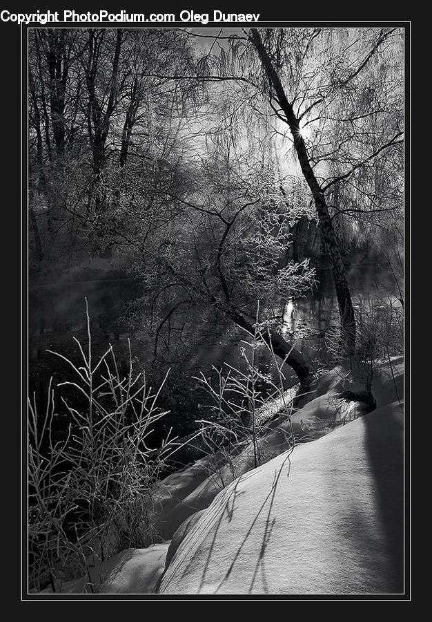 Collage, Poster, Boardwalk, Deck, Path, Sidewalk, Walkway