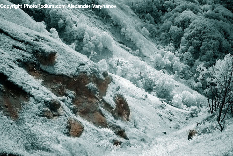 Ice, Outdoors, Snow, Frost, Conifer, Fir, Pine