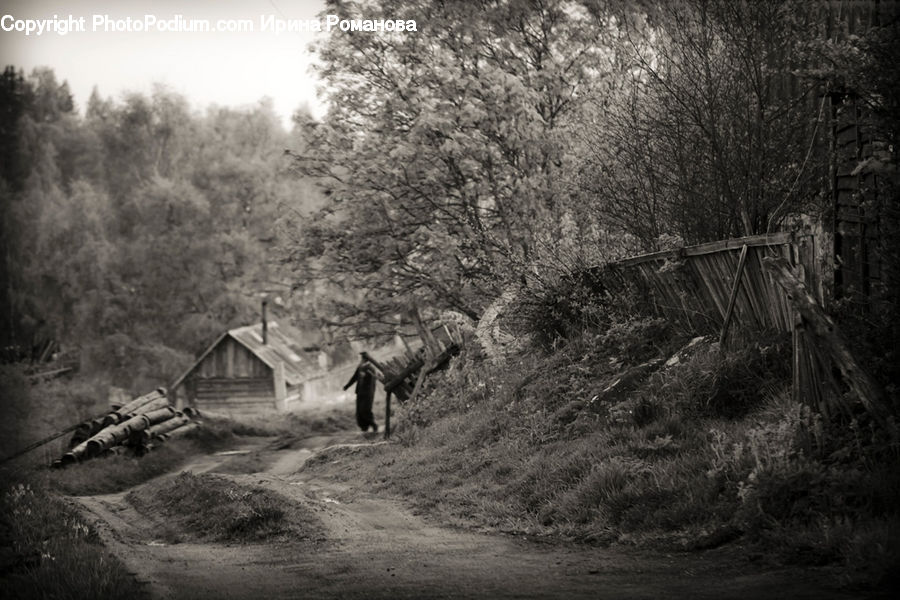 Forest, Vegetation, Grove, Land, Outdoors, Countryside, Path