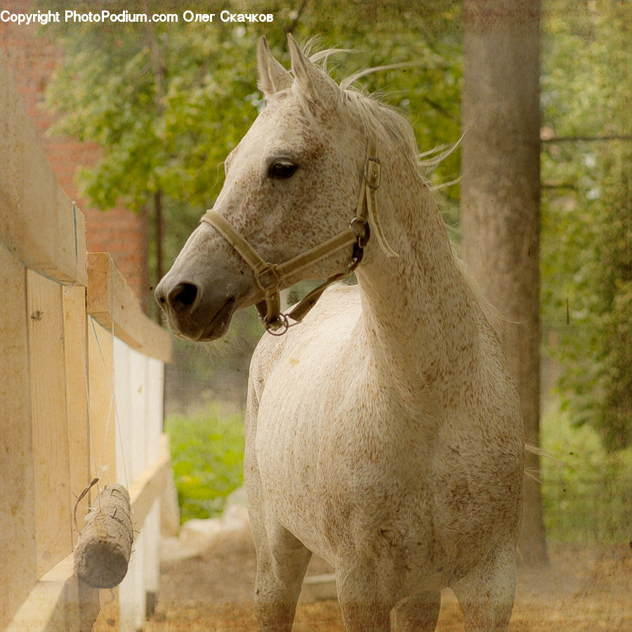 Animal, Colt Horse, Foal, Horse, Mammal, Stallion, Brick