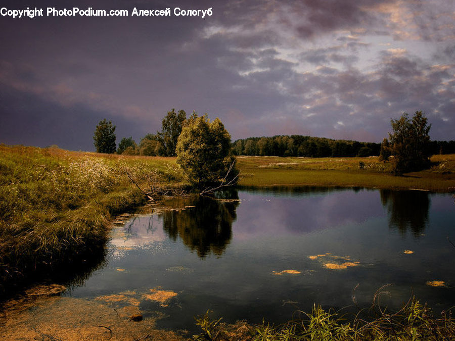 Land, Marsh, Outdoors, Swamp, Water, Nature, Pond