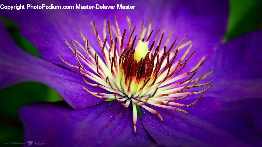 Blossom, Flora, Flower, Plant, Geranium, Crocus, Petal