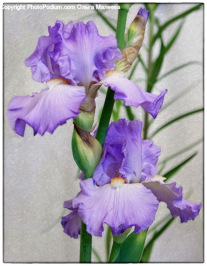 Flora, Flower, Iris, Plant, Gladiolus, Blossom, Violet