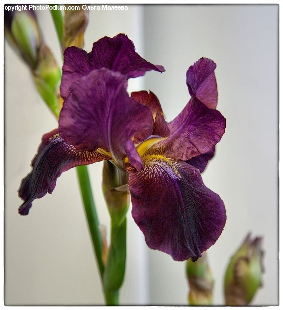 People, Person, Human, Flora, Flower, Gladiolus, Plant