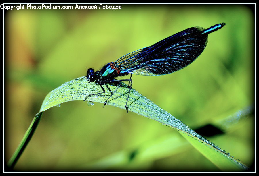 Anisoptera, Dragonfly, Insect, Invertebrate
