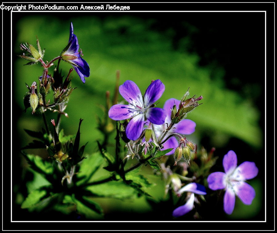 Blossom, Flora, Flower, Geranium, Plant, Aquilegia, Violet
