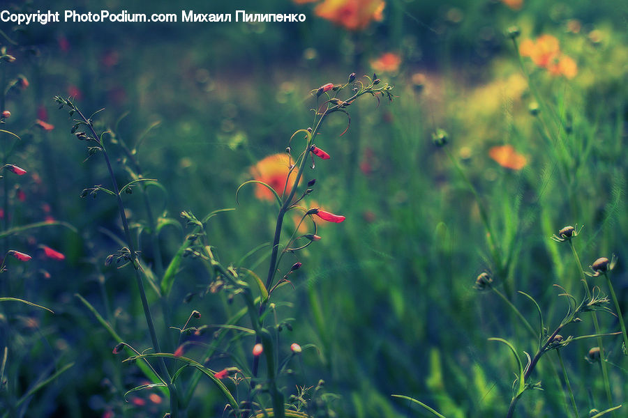 Field, Grass, Grassland, Plant, Blossom, Flora, Flower