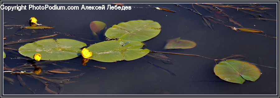 Flower, Lily, Plant, Pond Lily, Land, Marsh, Outdoors