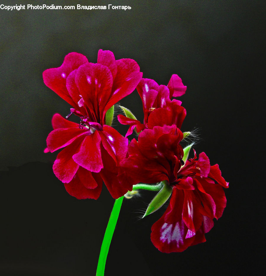 Blossom, Flora, Flower, Geranium, Plant, Carnation