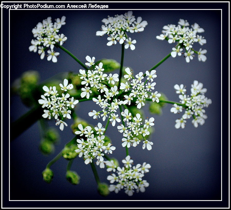 Dill, Plant, Apiaceae, Blossom, Flora, Flower, Collage