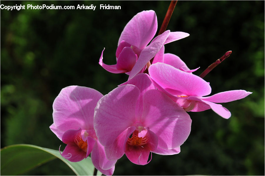 Blossom, Flora, Flower, Orchid, Plant, Gladiolus, Petal