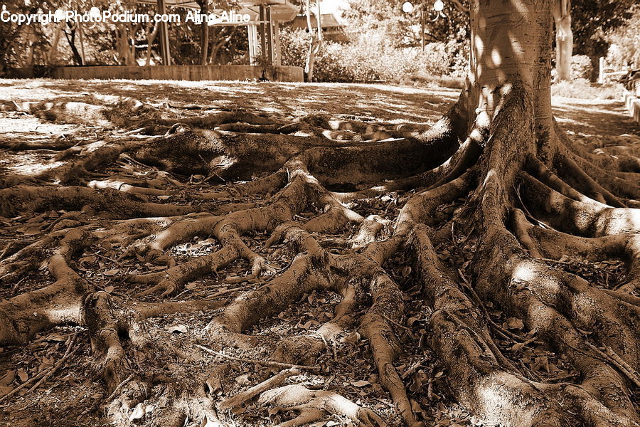 Root, Ground, Soil, Rock, Lizard, Reptile, Conifer