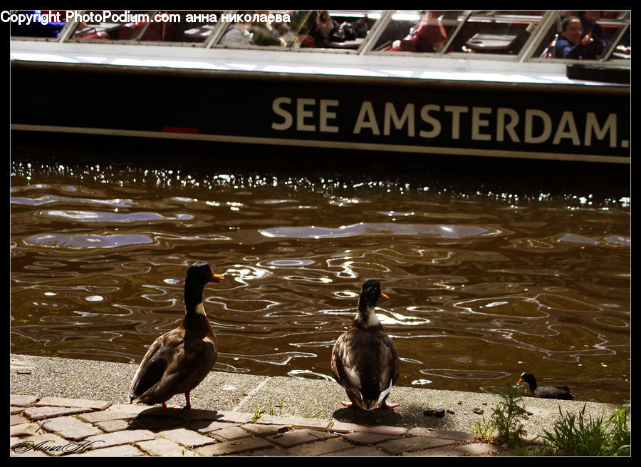 Bird, Waterfowl, Duck, Teal, Goose, Cafeteria, Diner