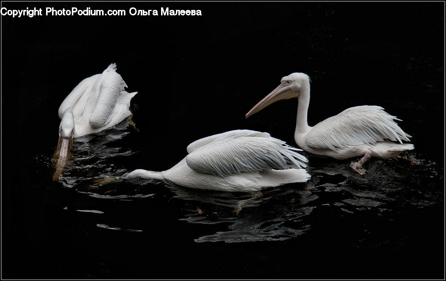 Bird, Pelican, Beak, Flamingo, Flock, Swan, Waterfowl