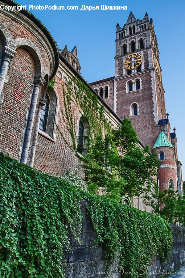 Ivy, Plant, Vine, Architecture, Church, Worship, Brick