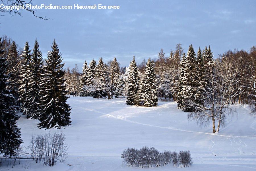 Conifer, Fir, Plant, Tree, Spruce, Wood, Pine