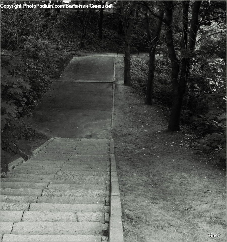 Path, Trail, Boardwalk, Deck, Sidewalk, Walkway, Forest