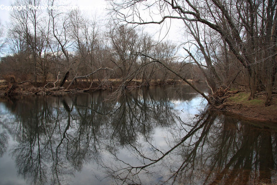 Land, Marsh, Outdoors, Swamp, Water, Landscape, Nature