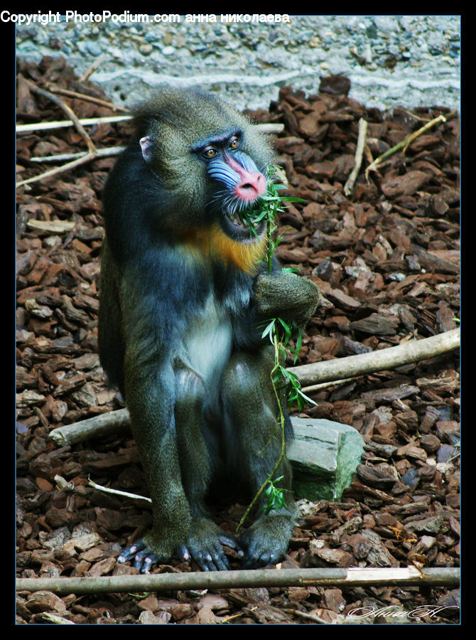 Animal, Mammal, Monkey, Rodent, Squirrel, Rock, Eating