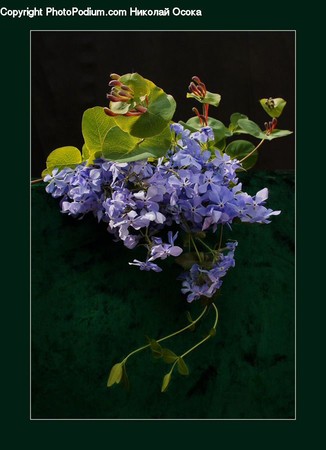 Flower, Flower Arrangement, Flower Bouquet, Blossom, Lilac, Plant, Flora