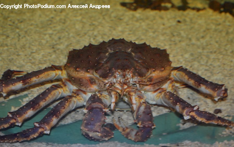 Crab, Invertebrate, Sea Life, Seafood, King Crab