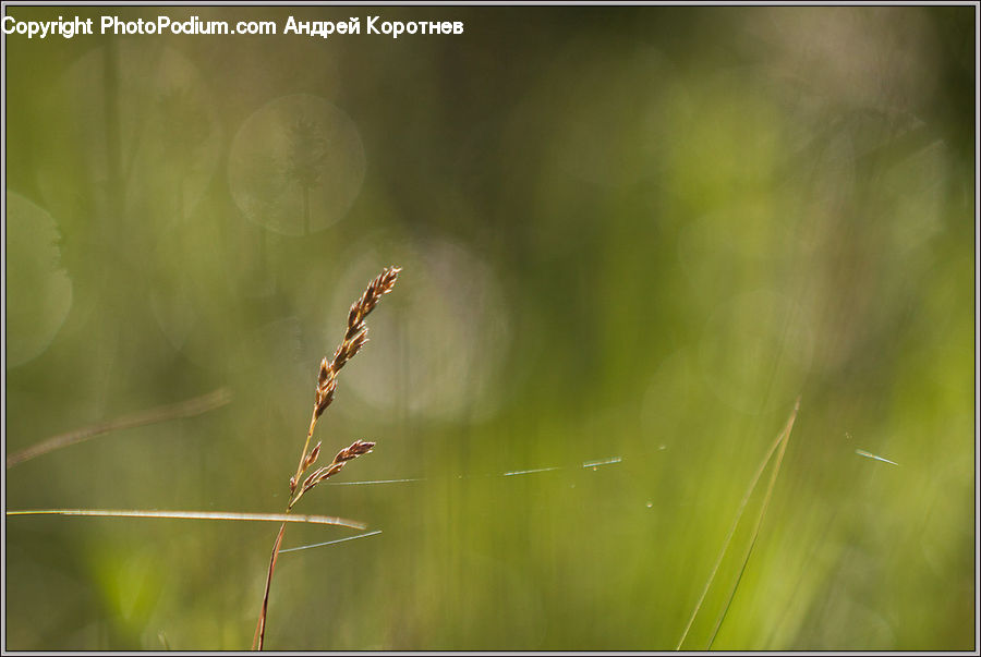 Arachnid, Garden Spider, Insect, Invertebrate, Spider, Field, Grass