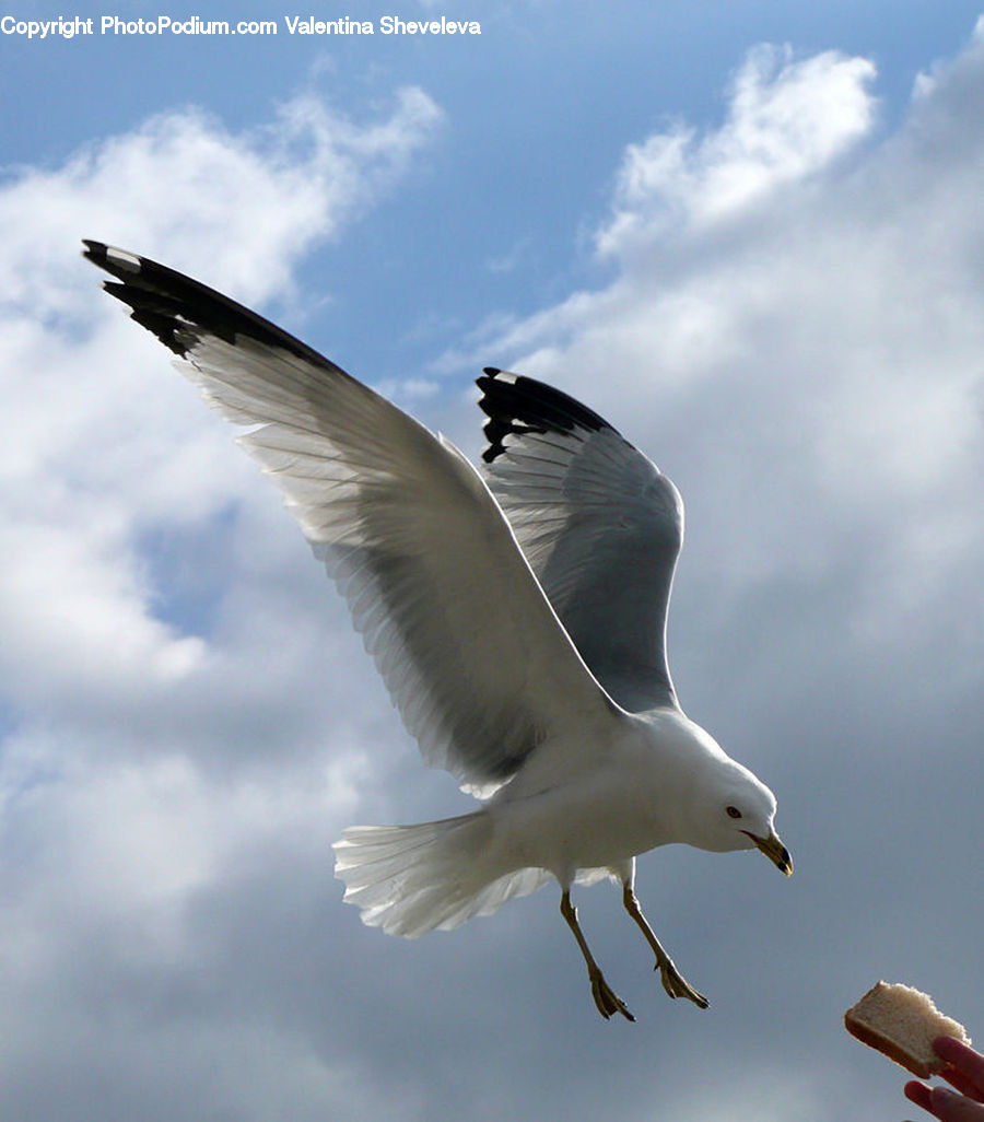Bird, Seagull, Beak